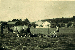 Gloanbauanhof von 1941 – Im Bild Großmutter Marie am Kuhgespann und mein Vater Toni als 15-jähriger auf dem Sitzbock des Mähwagen, kurz vor seiner Einberufung zum Militär.